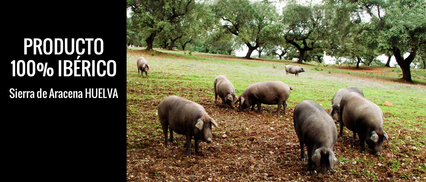 Cerdo iberico en la dehesa